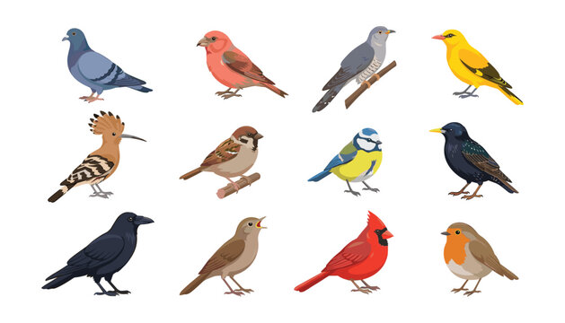 Various bird species vector set featuring isolated sparrow pigeon cardinal hoopoe tit crow nightingale starling and oriole icons
