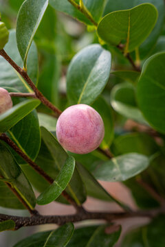 Developing fruits of the icaco tree Chrysobalanus icaco with green white and pink coloring hanging from branches. Tropical fruit also known as cocoplum or paradise plum. hicaco, jicaco or ciruela de p