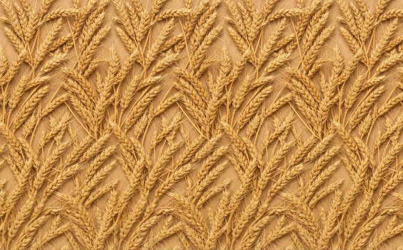 pattern of golden wheat ears arranged in geometric design for agricultural background and harvest concept