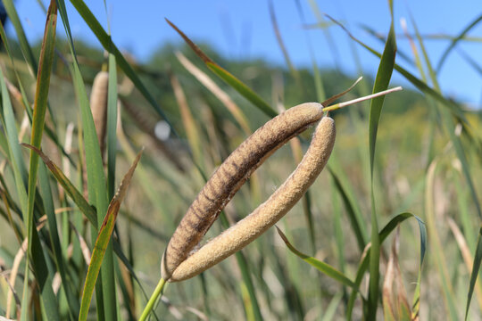 a "fasciated" or "branched" inflorescence of a cattail (Typha) plant 