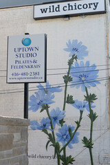 Obraz premium mural outside north facing wall of Wild Chicory, a restaurant (525 Mount Pleasant Rd) and Uptown Studio (527 Mount Pleasant Rd), Toronto