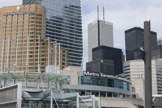 looking northeast from Bremner Blvd to sign outside  the Metro Toronto Convention Centre, South Building, and nearby structures, incl intercontinental hotel, TD Terrace, First Canadian Place, TD Centr