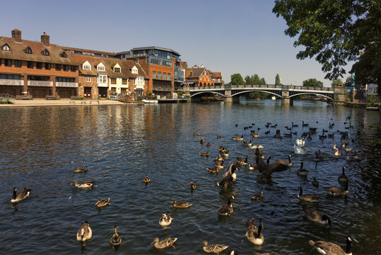 Windsor Town Bridge spanning the River Thames on a clear, sunny day, with Canada geese and waterfowl floating on the water in the foreground.