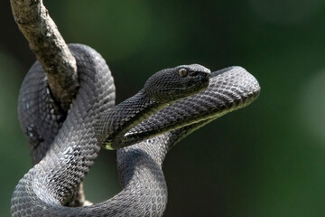 Obraz premium Dark Morph Pit Viper (Trimeresurus sp.) Mouth Open Defense Pose