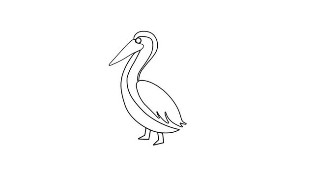 Continuous one line art animation of pelican bird walking isolated on clean white background, minimal outline vector motion graphic design element