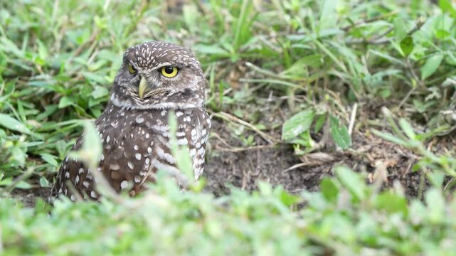 burrowing owl
