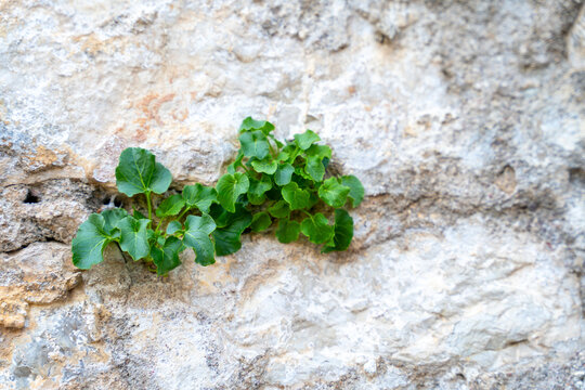 A green plant sprouts from a crevice in a rough limestone wall, a concept of resilience and life finding a way in a harsh environment.