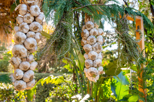 Two plaited strings of white garlic bulbs hang beside bunches of rosemary and cypress sprigs on a wooden frame among tropical greenery, a natural remedy and flavor tradition.