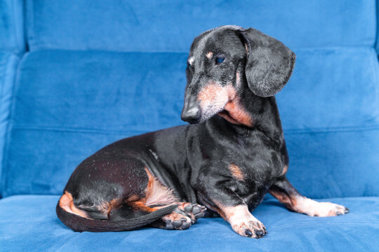 A black and tan dachshund dog with a graying muzzle lies on a blue sofa, looking to the side, a concept of pet aging and home comfort.