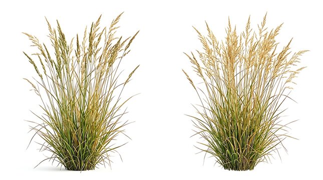 Two Ornamental Grasses Isolated on White Background