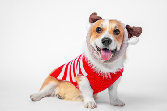 corgi dog wearing reindeer earmuffs and a red striped knit sweater, sitting with tongue out and bright eyes on a white seamless background, cute winter holiday pet outfit with copy space