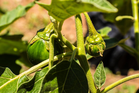 Close-up of fresh green jilo fruits, also known as scarlet eggplant, ripening on the bush inside a local plantation. Cultivated in Brazil, South America.