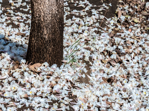 Fallen white ipe tree flowers covering the ground around trunk. Beautiful natural background showing a carpet of fallen white trumpet flowers from a Tabebuia roseo-alba tree covering the dark soil 