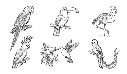 Obraz premium Tropical Birds Sketch Illustration Set, Hand Drawn Vector Line Art Of Parrot, Toucan, Flamingo, Cockatoo And Hummingbird For Nature Design