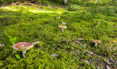 Red Mushrooms in a Sunlit Mossy Glade © vytautas