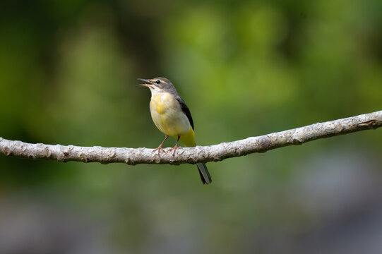 A Grey wagtail resting slener tree branch with well blurred  lush green background. Its distinctive slate grey upperparts, slender bill, pale eyebrow strip, vibrant yellow vent and undertail coverts 