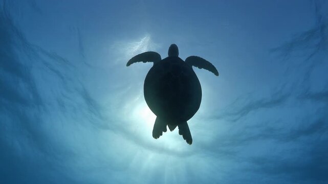 Low angle view of a sea turtle silhouetted against bright sunlight on the ocean water surface