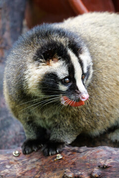 The super cute civet alertly biting on fruit in an observational moment