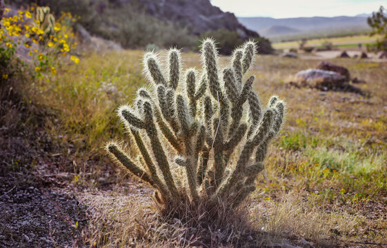 Sunlit Backlit Cholla Cactus Growing in the Southern California Desert Landscape