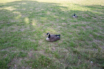Two Canada Geese (Branta canadensis) in a Park, Urban Wildlife and Bird Nature Concept © jr-art