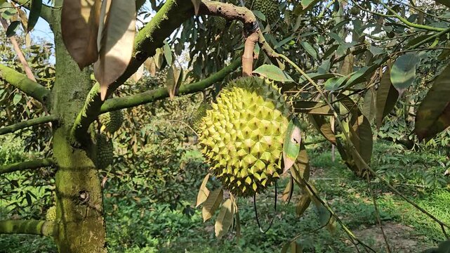 Close-up of a ripe durian fruit hanging on a tree branch in an orchard garden in Vietnam.