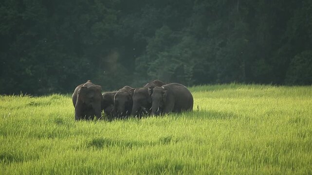 Wild Asian elephant herd clustering together and standing in lush grassland near rainforest edge. Khao Yai national park safari wildlife family bond, pachyderm behavior, and conservation concept.