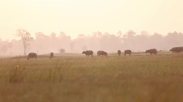 Herd of water buffaloes scattered across vast meadow grazing in misty morning sunrise atmosphere. Rural pastoral livestock farming landscape, tranquil agricultural countryside, and savanna concept.