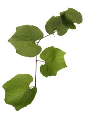 Obraz premium Organic farming and viticulture, fresh green grape leaves on a vine branch for sustainable agriculture and healthy food production isolated