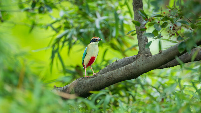 green billed hornbill