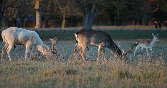 Fallow deer bucks, including a rare white one, are grazing peacefully in a dry grassy field, showing wild animal behavior in their natural habitat within Park during golden hour