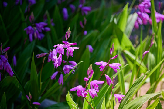 Purple Chinese Ground Orchids Blooming Among Green Leaves in a Garden