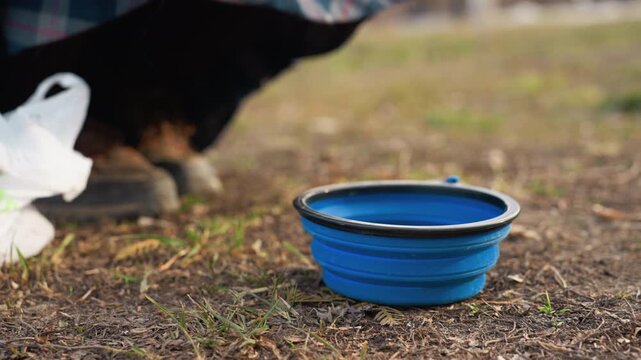 Person feeds kibble into blue collapsible pet bowl outdoors on grass and dirt. scene shows feeding action with visible hands food pellets mid air or in filled plastic container set
