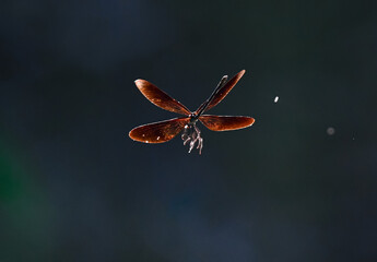 butterfly on a flower © Bai