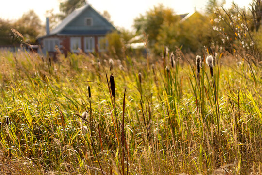 Autumn reeds and grasses fill rural field before farmhouse. Country house beyond tall wetland vegetation. Seasonal countryside landscape. Rural nature, field habitat and countryside