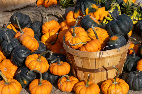 Autumn harvest pumpkins and gourds in basket
