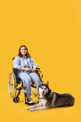 Disability inclusion and service dog support, happy young woman in a wheelchair with her husky companion on a bright yellow studio background © Pixel-Shot