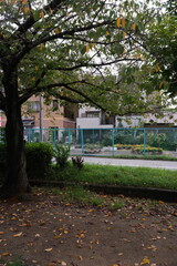 Obraz premium Autumn park scene with fallen yellow leaves on the ground, wooden picnic table, and benches in Osaka, Japan. 