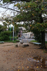 Obraz premium Autumn park scene with fallen yellow leaves on the ground, wooden picnic table, and benches in Osaka, Japan. 