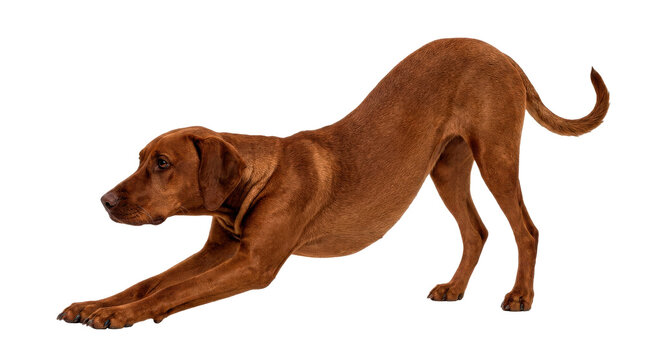 Brown dog stretching with front legs extended, raised hindquarters, realistic short fur and natural canine anatomy, photorealistic, side 3/4 view, horizontal orientation, ultra-high-resolution 8K
