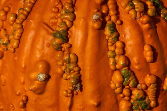 Orange bumpy gourd texture close up showing pattern