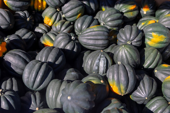 Acorn squash winter harvest at farmers market