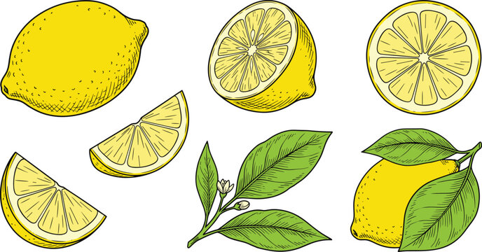 Hand Drawn Lemon Fruit Vector Set with Whole Lemons Slices Halves and Green Leaves with Blossoms for Vintage Food Designs