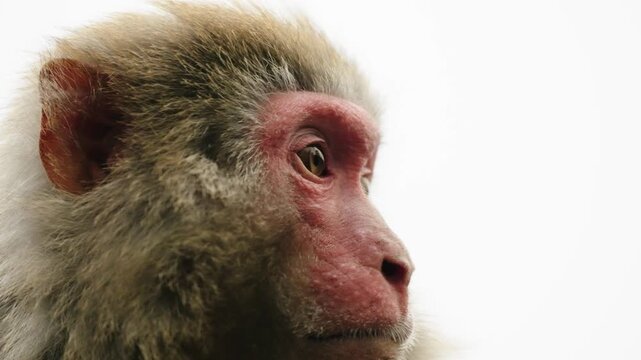 Close portrait of a red-faced rhesus macaque in Zhangjiajie, China.