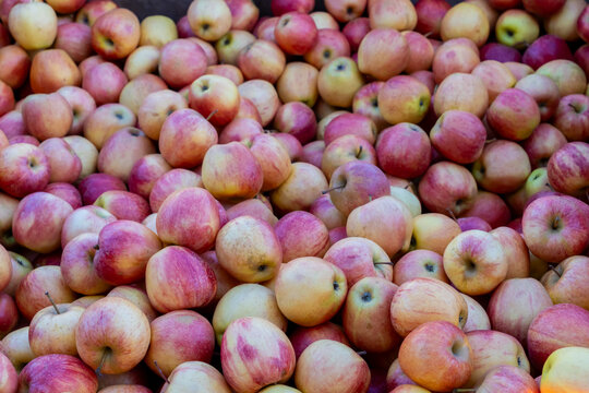 Braeburn Michigan apples freshly harvested red and yellow apples piled together