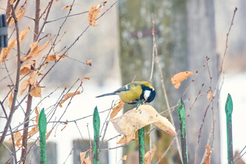 A great tit (Parus major) sits on a piece of tallow on a metal fence on a winter day. © Michel F