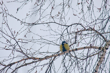 A great tit (Parus major) looks around while sitting on a branch in winter. © Michel F