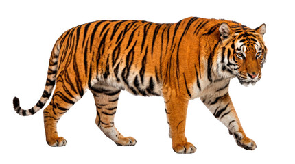 Obraz premium Tiger with vivid orange coat, bold black stripes, white facial and chest markings, muscular body, intense eyes, and realistic wild feline anatomy. Photorealistic, side 3/4 view, horizontal