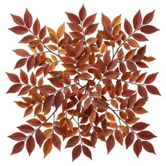 Obraz premium Symmetrical Top View of Dried Brown Autumn Leaves Arranged in a Pattern on a White Background, Collection of Fall Foliage Branches for Botanical Graphic Design and Nature Seasonal Decoration