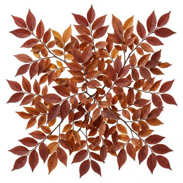 Symmetrical Top View of Dried Brown Autumn Leaves Arranged in a Pattern on a White Background, Collection of Fall Foliage Branches for Botanical Graphic Design and Nature Seasonal Decoration