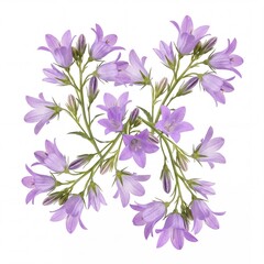 Obraz premium Beautiful purple bellflowers or campanula flowers arranged in a decorative pattern isolated on a clean white background, perfect for floral design, spring themes, and botanical illustrations.